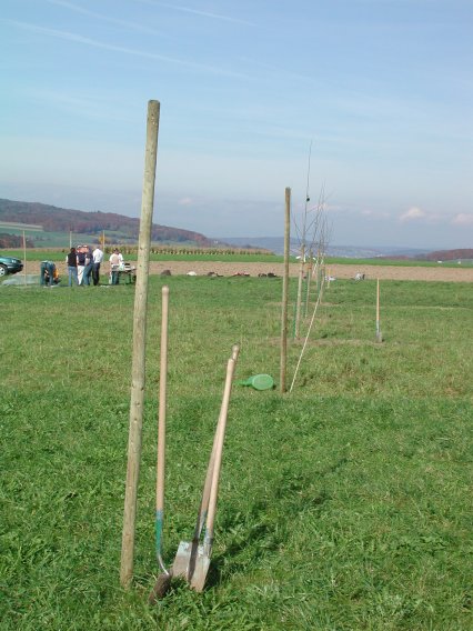 Bild zu Hochstamm-ObstbÃ¤ume - Neupflanzung