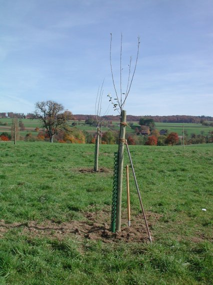Bild zu Hochstamm-ObstbÃ¤ume - Neupflanzung