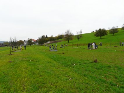 Bild zu Hochstamm-ObstbÃ¤ume - Neupflanzung