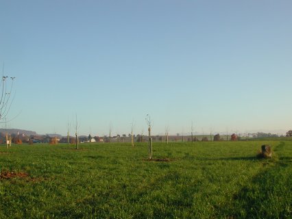 Bild zu Hochstamm-ObstbÃ¤ume - Neupflanzung