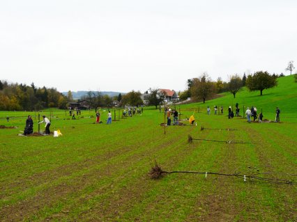 Bild zu Hochstamm-ObstbÃ¤ume - Neupflanzung