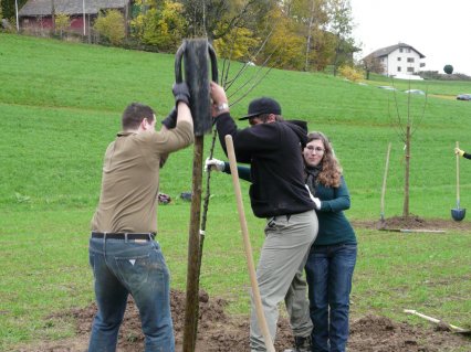 Bild zu Hochstamm-ObstbÃ¤ume - Neupflanzung