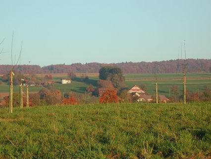 Bild zu Hochstamm-ObstbÃ¤ume - Neupflanzung