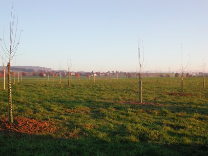 Bild zu Hochstamm-ObstbÃ¤ume - Neupflanzung