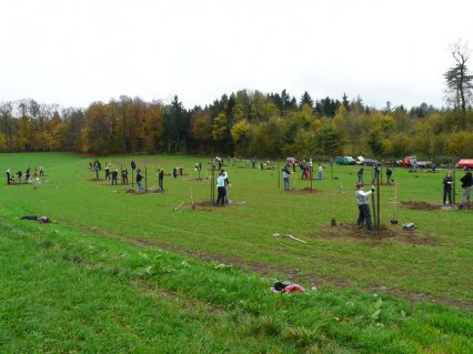 Bild zu Hochstamm-ObstbÃ¤ume - Neupflanzung