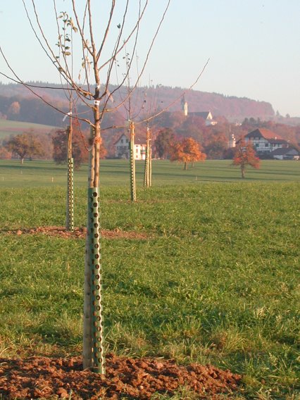 Bild zu Hochstamm-ObstbÃ¤ume - Neupflanzung
