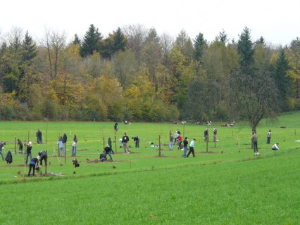 Bild zu Hochstamm-ObstbÃ¤ume - Neupflanzung