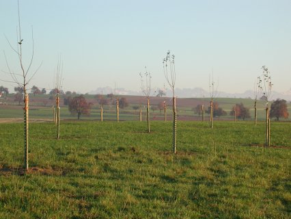 Bild zu Hochstamm-ObstbÃ¤ume - Neupflanzung