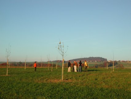 Bild zu Hochstamm-ObstbÃ¤ume - Neupflanzung