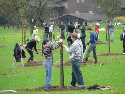 Bild zu Hochstamm-ObstbÃ¤ume - Neupflanzung