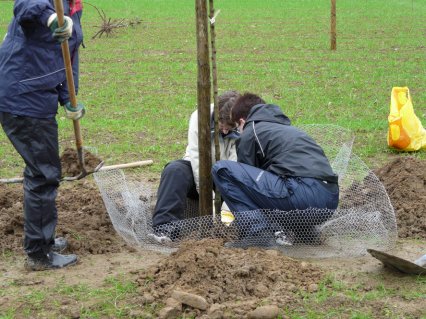 Bild zu Hochstamm-ObstbÃ¤ume - Neupflanzung