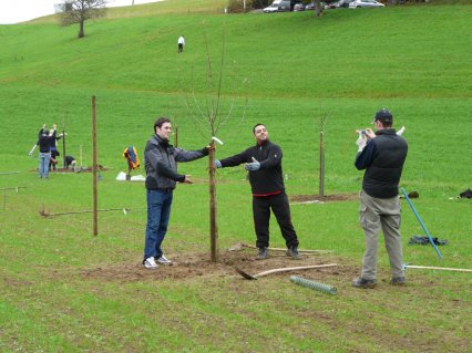 Bild zu Hochstamm-ObstbÃ¤ume - Neupflanzung