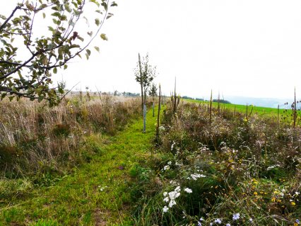 Bild zu Hochstamm-ObstbÃ¤ume - Neupflanzung