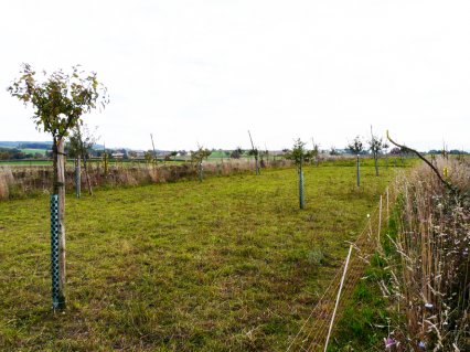 Bild zu Hochstamm-ObstbÃ¤ume - Neupflanzung