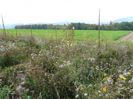 Bild zu Hochstamm-ObstbÃ¤ume - Neupflanzung