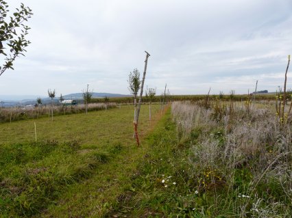 Bild zu Hochstamm-ObstbÃ¤ume - Neupflanzung