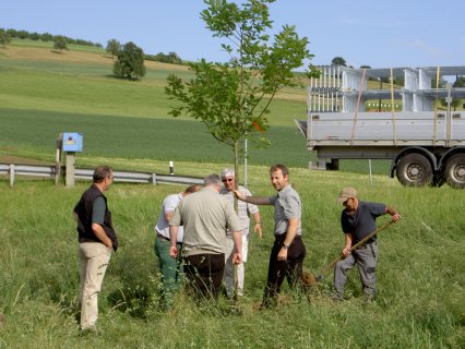 Bild zu EinzelbÃ¤ume â Neupflanzung