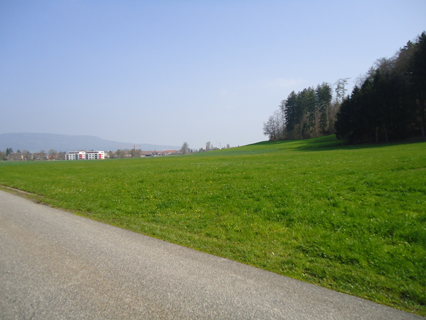 Bild zu Hecke - Neupflanzung