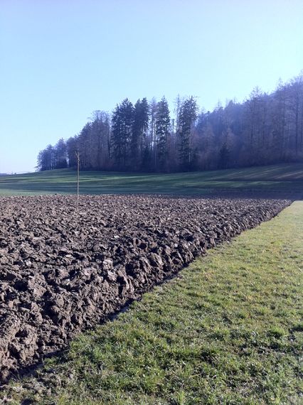 Bild zu Hecke - Neupflanzung