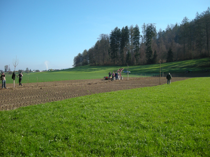 Bild zu Hecke - Neupflanzung
