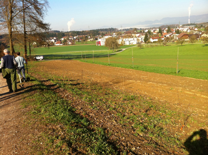 Bild zu Hecke - Neupflanzung