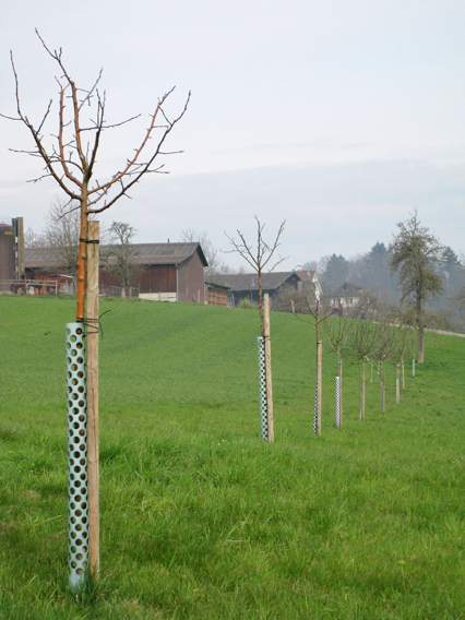 Bild zu Hochstamm-ObstbÃ¤ume - Neupflanzung