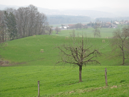 Bild zu Hochstamm-ObstbÃ¤ume - Neupflanzung