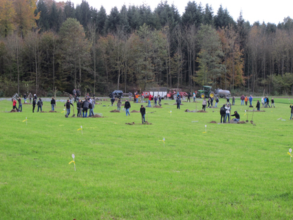 Bild zu Hochstamm-ObstbÃ¤ume - Neupflanzung