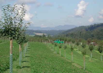Bild zu Hochstamm-ObstbÃ¤ume - Neupflanzung