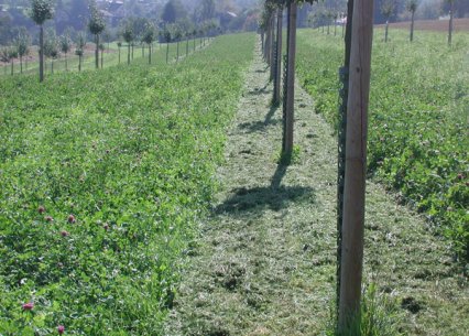 Bild zu Aktionen, AnlÃ¤sse