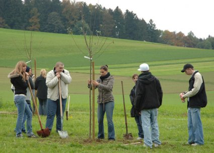 Bild zu Hochstamm-ObstbÃ¤ume - Neupflanzung