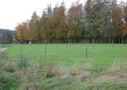 Bild zu Hochstamm-ObstbÃ¤ume - Neupflanzung
