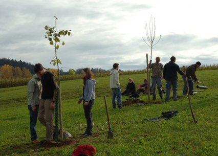 Bild zu Hochstamm-ObstbÃ¤ume - Neupflanzung