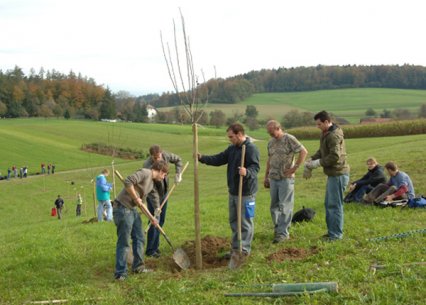 Bild zu Hochstamm-ObstbÃ¤ume - Neupflanzung