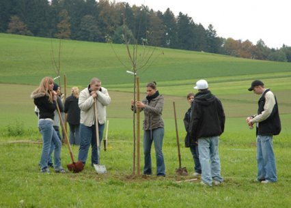 Bild zu Hochstamm-ObstbÃ¤ume - Neupflanzung
