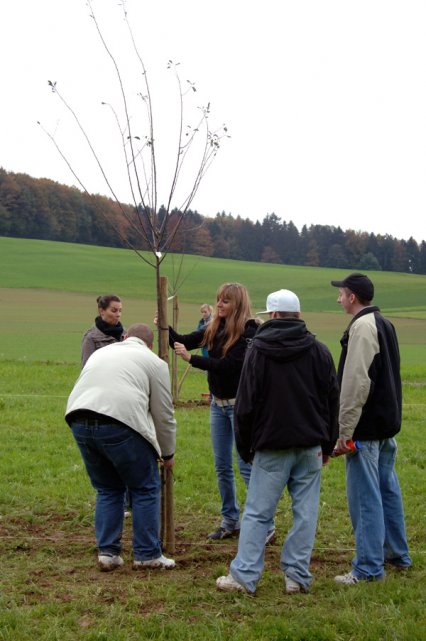 Bild zu Hochstamm-ObstbÃ¤ume - Neupflanzung