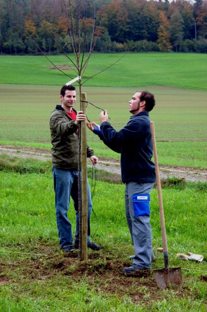 Bild zu Hochstamm-ObstbÃ¤ume - Neupflanzung