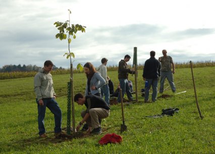 Bild zu Hochstamm-ObstbÃ¤ume - Neupflanzung