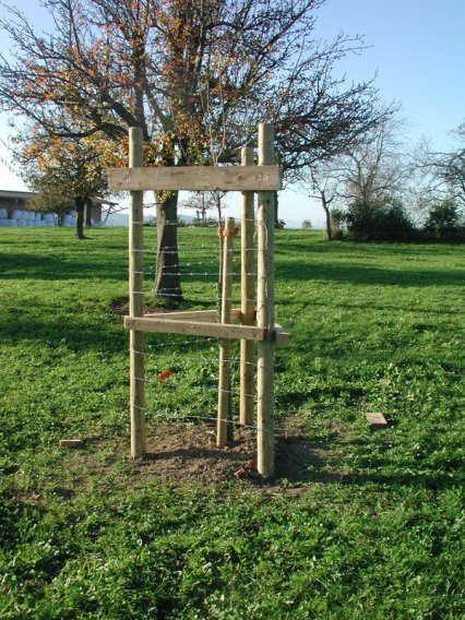 Bild zu Hochstamm-ObstbÃ¤ume - Neupflanzung