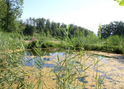 Bild zu Weiher, TÃ¼mpel â Pflege, Aufwertung