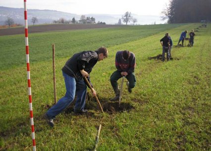 Bild zu Hochstamm-ObstbÃ¤ume - Neupflanzung