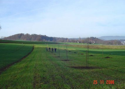 Bild zu Hochstamm-ObstbÃ¤ume - Neupflanzung