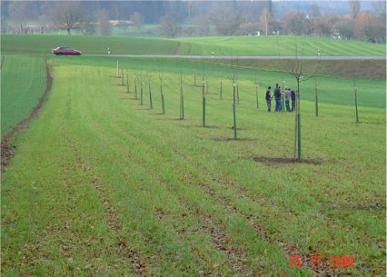 Bild zu Hochstamm-ObstbÃ¤ume - Neupflanzung