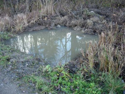 Bild zu Weiher, TÃ¼mpel â Neuanlage