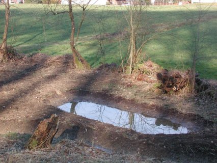 Bild zu Weiher, TÃ¼mpel â Pflege, Aufwertung