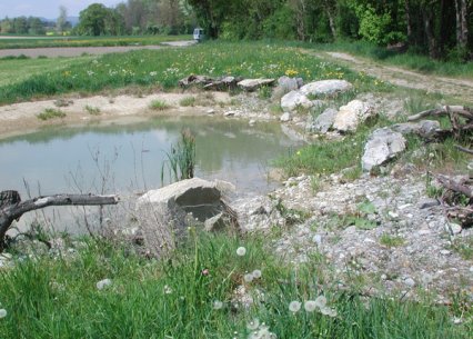Bild zu Weiher, TÃ¼mpel â Neuanlage