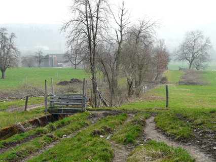 Bild zu Hecken - Pflege