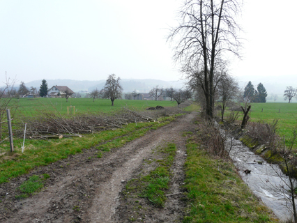 Bild zu Hecken - Pflege