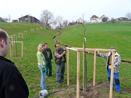 Bild zu Hochstamm-ObstbÃ¤ume - Neupflanzung
