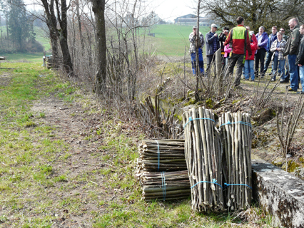 Bild zu Hecken - Pflege